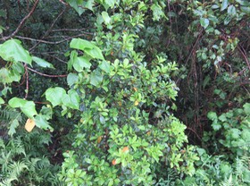 24. Psiloxylon mauritianum - Bois de pêche marron- Psiloxylacée - BM IMG_2665.JPG