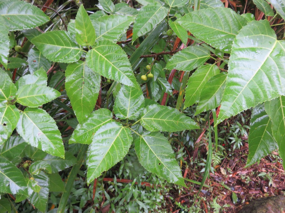 25. ??? Ficus rubra - Affouche à grandes feuilles - MoraceaeIMG_2668.JPG