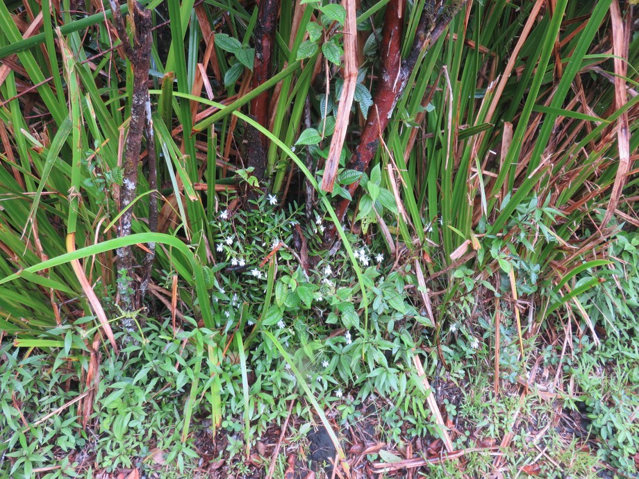 26. Angreacum ramosum - -  Orchidaceae