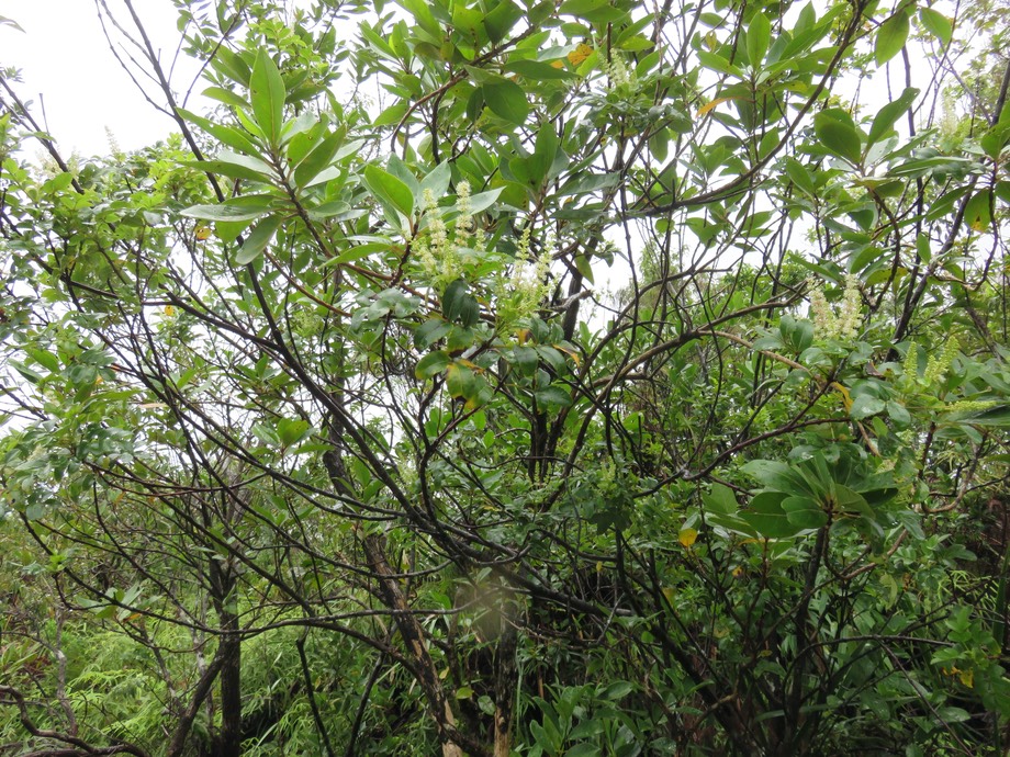 28. Inflorescences de Weinmannia mauritiana - Petit bois de tan - CUNONIACEE Endémique M