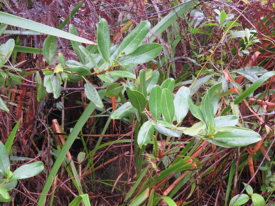 30. ??? Melicope obscura - Bois de catafaille - Rutacée - IMG_2675.JPG