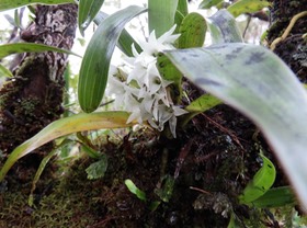 4. Angraecum bracteosum - Orchidaceae - IMG_2630.JPG