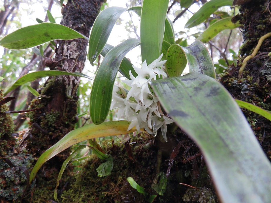 5. Angraecum bracteosum - Orchidaceae -