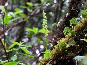 9. Benthamia nigrescens  - - Orchidaceae - Indigène Réunion  IMG_2636.JPG