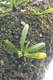 Angraecum borbonicum. ( avec fruit ) .endémique Réunion.P1026816