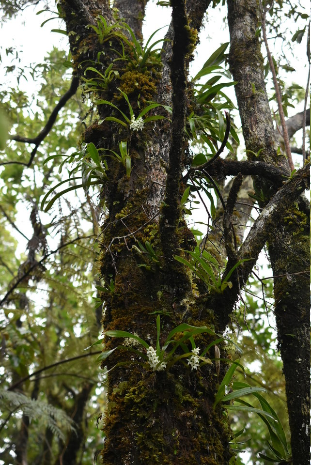 Angraecum bracteosum - EPIDENDROIDEAE - Endémique Réunion - MB2_6072