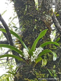 Angraecum bracteosum. orchidaceae.endémique Réunion .P1026815