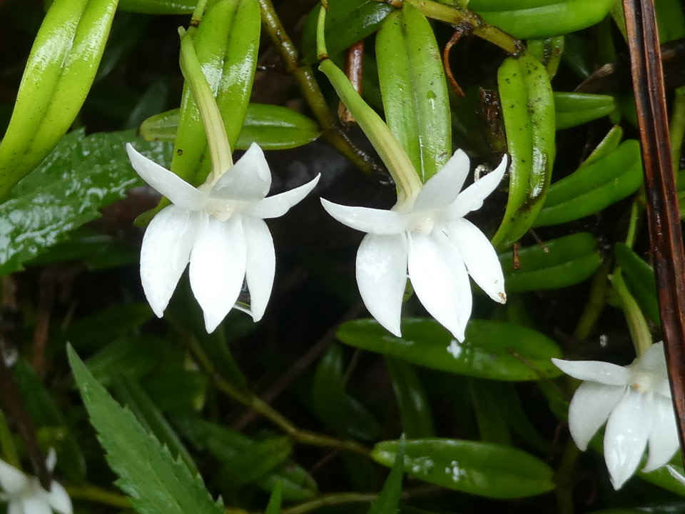 Angraecum ramosum - EPIDENDROIDEAE - Indigène Réunion - P1040003