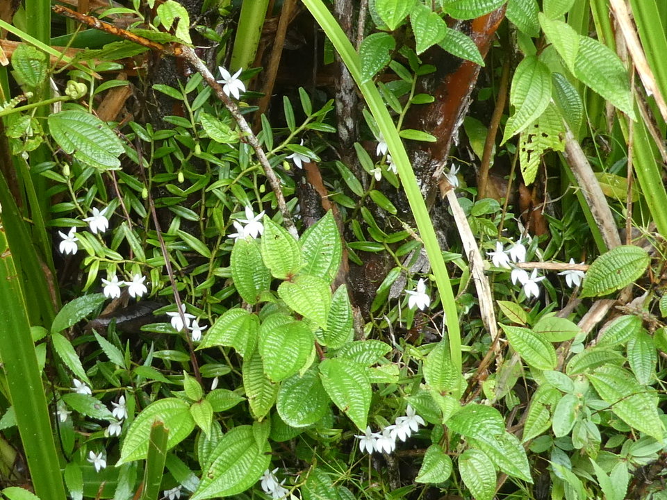 Angraecum ramosum - EPIDENDROIDEAE - Indigène Réunion - P1040002