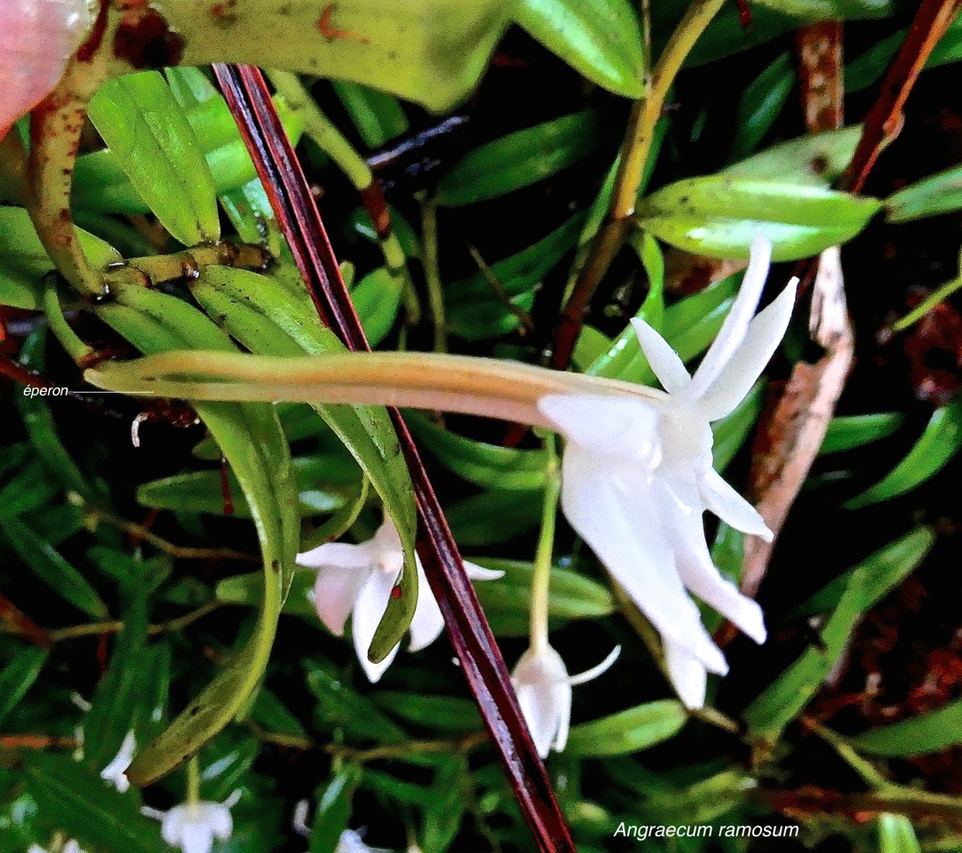 Angraecum ramosum. orchidaceae.indigène Réunion. P1026995