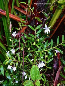 Angraecum ramosum.orchidaceae.indigène Réunion. P1026991