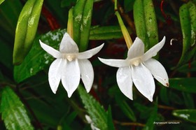 Angraecum ramosum.orchidaceae.indigène Réunion.P1026987