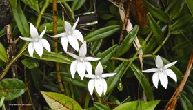 Angraecum ramosum.orchidaceae. indigène Réunion.P1026981