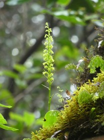 Benthamia nigrescens - ORCHIDOIDEAE - Indigène Réunion