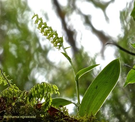 Benthamia nigrescens .orchidaceae. indigène Réunion.P1026861