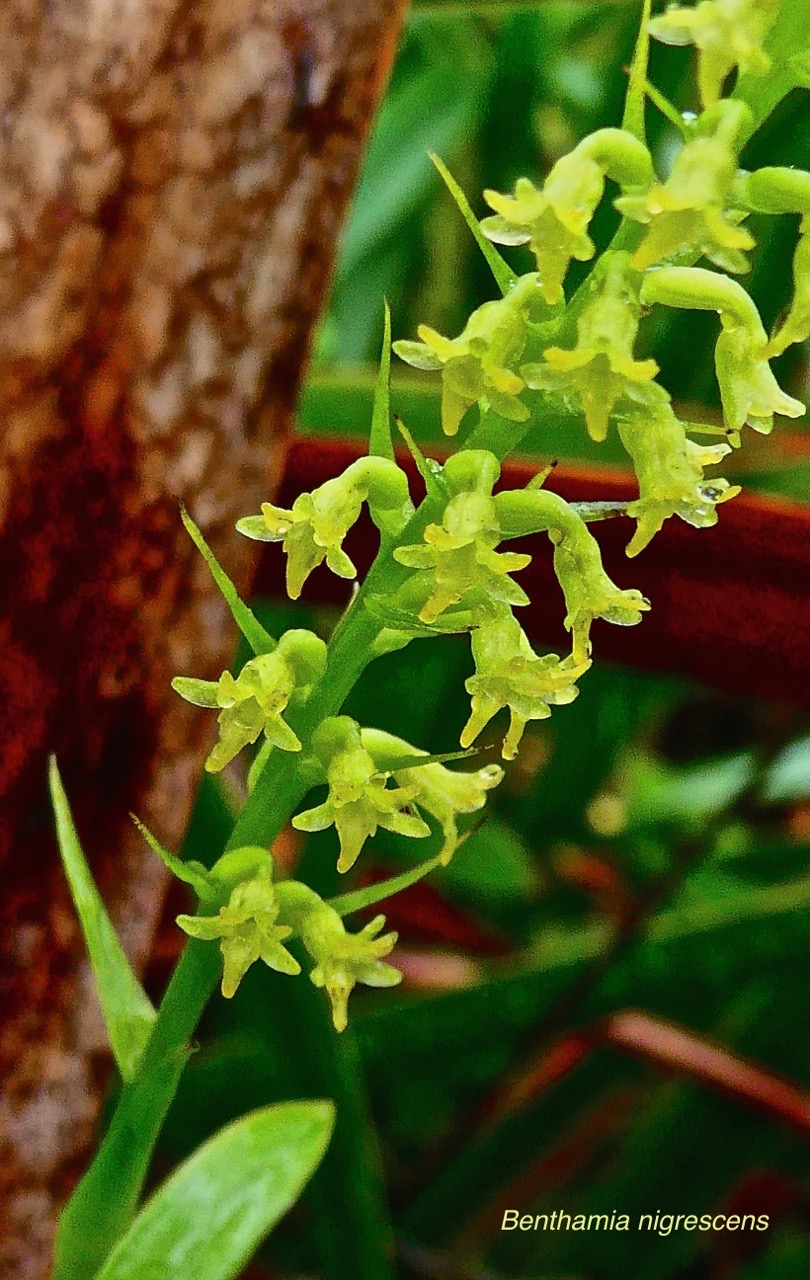 Benthamia nigrescens.orchidaceae.indigène Réunion.P1026940