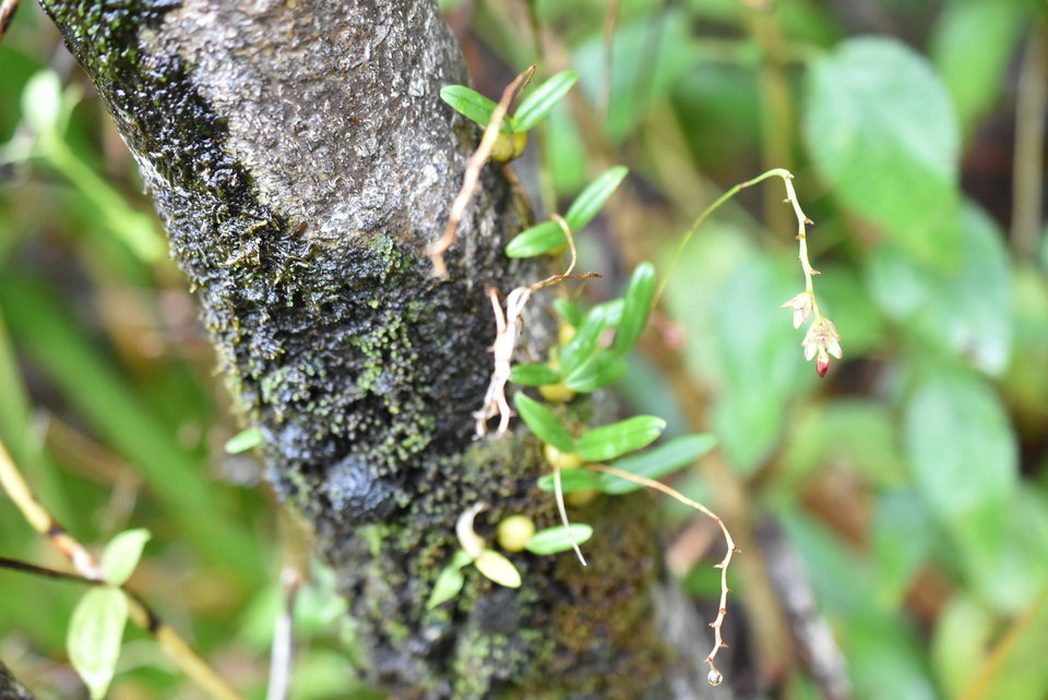Bulbophyllum minutum - EPIDENDROIDEAE - Indigène Réunion - MB2_6083