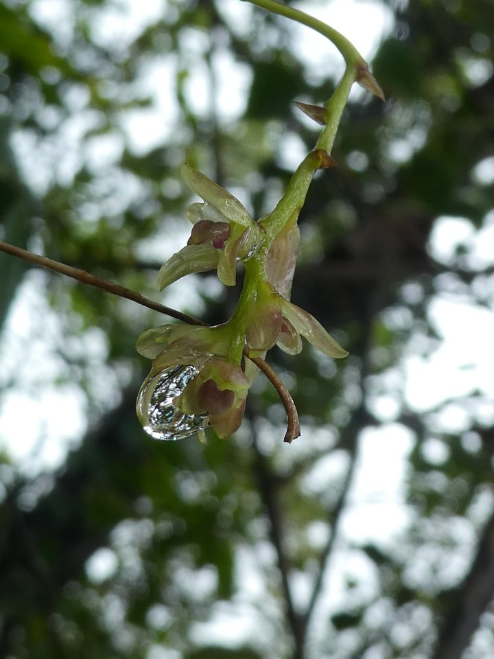 Bulbophyllum minutum - EPIDENDROIDEAE - Indigène Réunion - P1040011