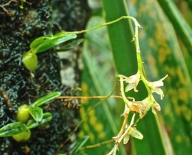 Bulbophyllum minutum .orchidaceae.P3150085