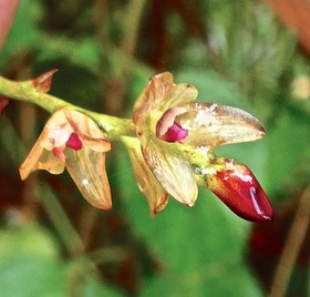 Bulbophyllum minutum. orchidaceae.P1027061