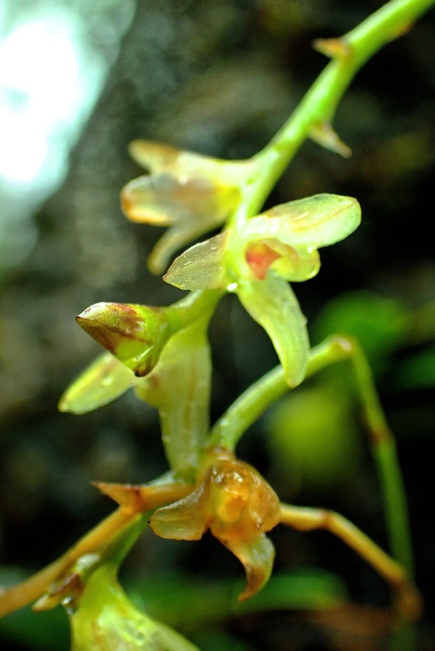 Bulbophyllum minutum.orchidaceae.P3150080