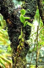 Bulbophyllum sambinarense.orchidaceae.indigène Réunion.P3150033