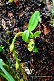 Bulbophyllum sambiranense.orchidaceae. indigène Réunion.P1026893