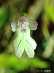 Cynorkis fastigiata.( fleur ) orchidaceae.indigène Réunion.P3150104