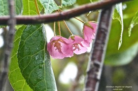 Dombeya elegans var elegans .mahot rose.malvaceae.endémique Réunion.P1026887
