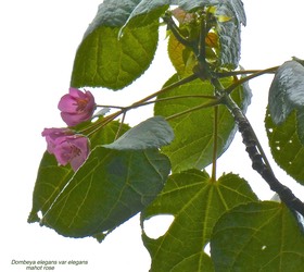 Dombeya elegans var elegans. mahot rose.malvaceae.endémique Réunion.P1026904