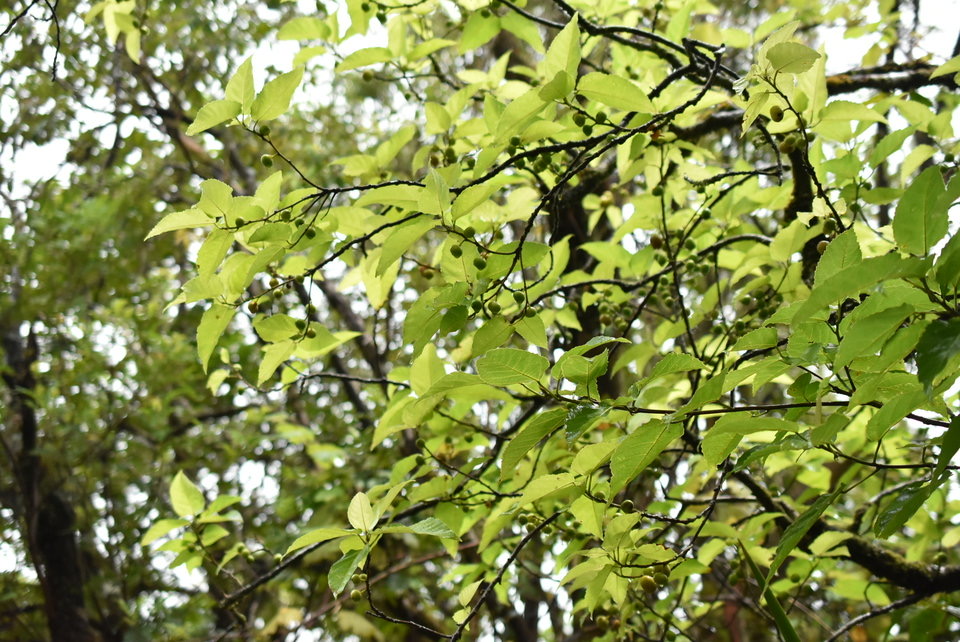 Ficus lateriflora - Ficus blanc - MORACEAE - Endémique Réunion, Maurice - MB2_6070