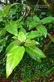 Ficus laterifolia Vahl .figuier blanc.moraceae.endémique Réunion Maurice.P1026965