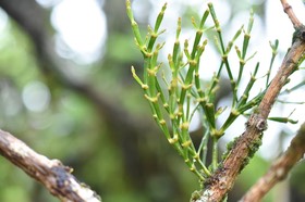 Korthalsella opuntia - Chourichaude- Santalacée - Indigène Réunion