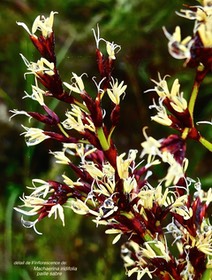 Machaerina iridifolia.paille sabre.( détail de l'inflorescence )cyperaceae. endémique Réunion Maurice .
