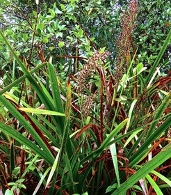 Machaerina iridifolia.paille sabre .cyperaceae.endémique Réunion Maurice.P1026925