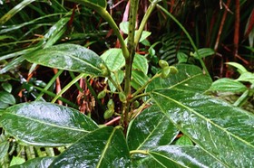 Melicope borbonica.petit bois de catafaille .rutaceae.endémique Réunion.P1026865