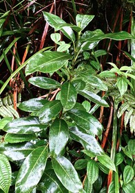 Melicope borbonica.petit bois de catafaille.rutaceae.endémique Réunion. P1026864