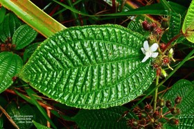 Miconia crenata. (Clidemia hirta ) tabac boeuf .melastomataceae.espèce envahissante .P1026830