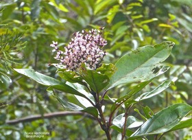 Nuxia verticillata.bois maigre. stilbaceae.endémique Réunion Maurice.P1026837