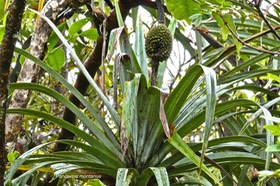 Pandanus montanus.vacoa des montagnes.pandanaceae.endémique Réunion.P1027067