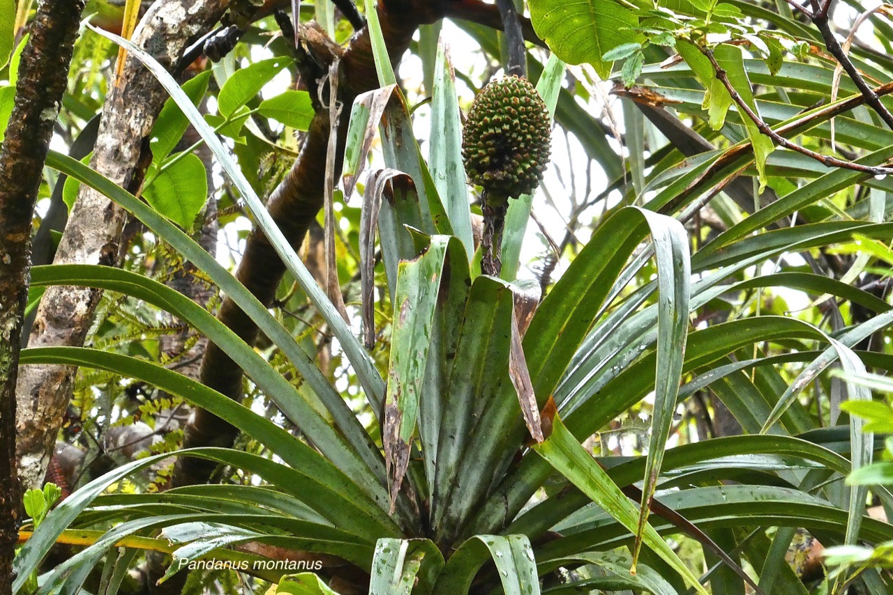 Pandanus montanus.vacoa des montagnes.pandanaceae.endémique Réunion.P1027067