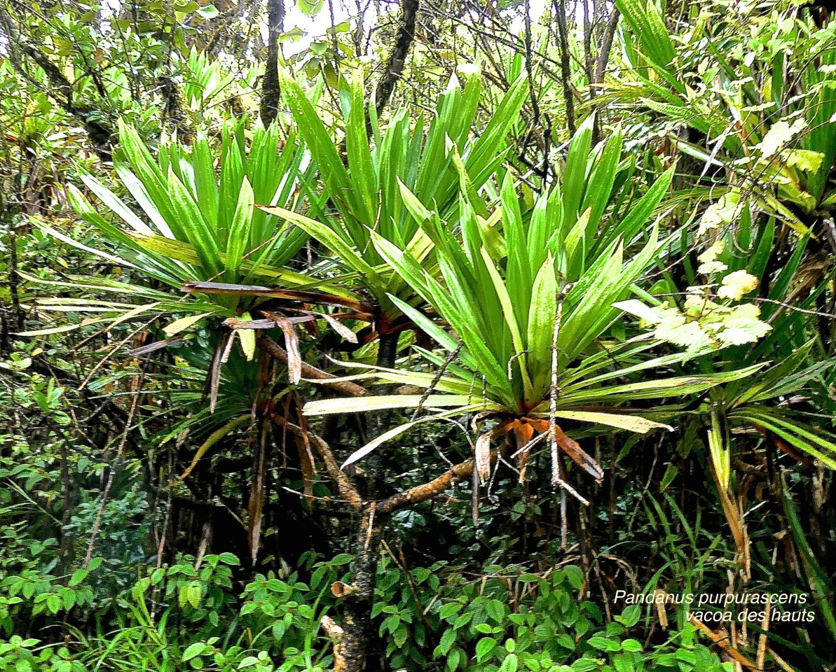Pandanus purpurascens. vacoa des hauts.pandanaceae.endémique Réunion.P1027073