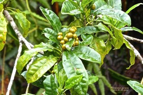 Pittosporum senacia.Bois de joli coeur.pittosporaceae.P1027075