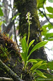 Polystachya concreta.orchidaceae. indigène Réunion.P1027011