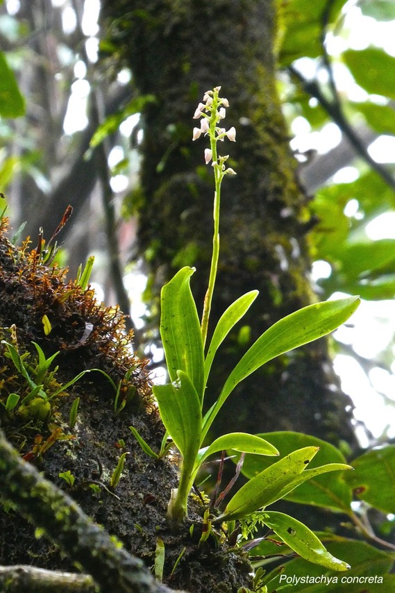 Polystachya concreta.orchidaceae. indigène Réunion.P1027011
