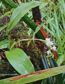 Polystachya cultriformis. orchidaceae.indigène Réunion.P1026956