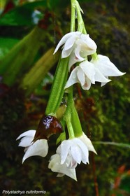 Polystachya cultriformis.( fleurs et fruit en formation ) orchidaceae. indigène Réunion .P1026959