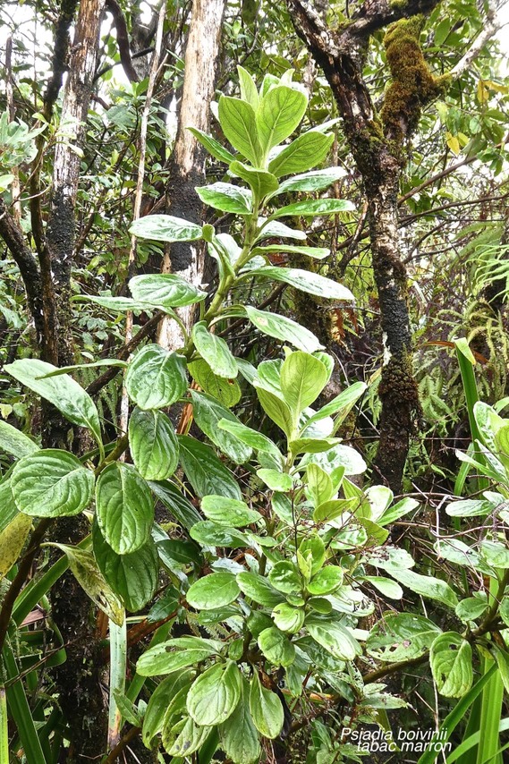 Psiadia boivinii. tabac marron. asteraceae.endémique Réunion. P1027074