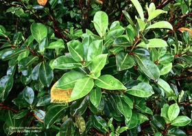 Psiloxylon mauritianum. bois de pêche marron. bois de gouyave marron.myrtaceae.endémique Réunion Maurice.P1027028