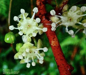 Psiloxylon mauritianum. bois de pêche marron.bois de goyave marron. (fleurs mâles ).myrtaceae.endémique Réunion Maurice.P1027034